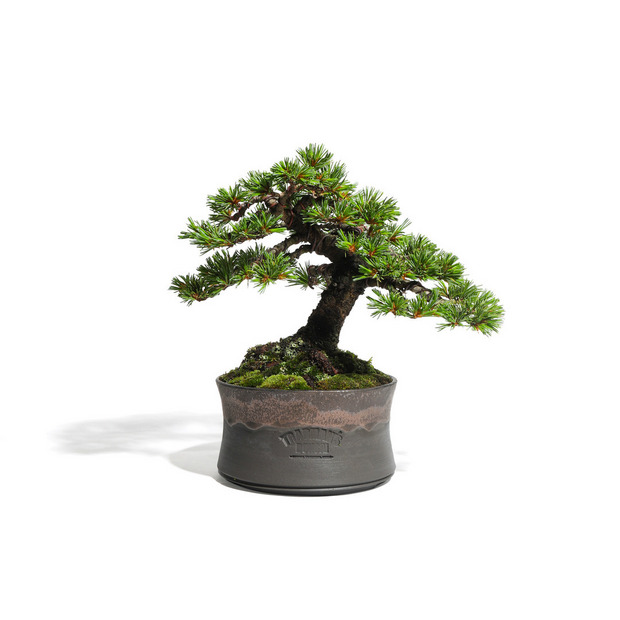 五葉松　-Japanese white pine-　（推定樹齢40年）-M0018-